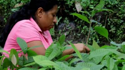 En la aldea Ocotillo Occidental, de Choloma, está la Asociación de Productores de la Cuenca del Río Choloma que aglomera a más de 140 productores. La presidenta María Sosa es especialista en injertos en plantas de cacao.