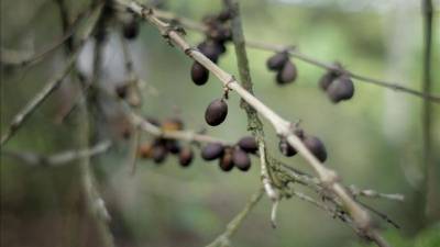 El hongo de la roya ha afectado el 49 % de la área cultivada de café en Centroamérica y ha obligado a la poda del 28 % de los cafetales en la región, pese a las medidas tomadas en cada país para combatir la plaga, según datos dados a conocer hoy por científicos de la región.