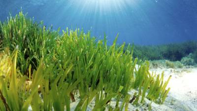 Las praderas submarinas forman arrecifes, como este en una pradera de Posidonia oceánica en Formentera.