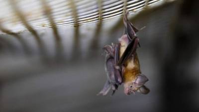 El virus incubado por un murciélago fue transmitido a un animal exótico y luego al humano, afirma la OMS./AFP.