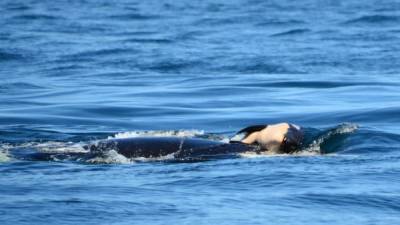 La orca J35 conmovió al mundo tras viralizarse las imágenes que la mostraban arrastrando su cría muerta por varios días. /Center for Whale Research.