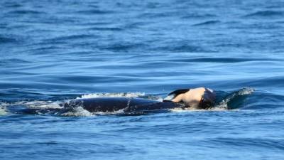 La orca J35 conmovió al mundo tras viralizarse las imágenes que la mostraban arrastrando su cría muerta por varios días. /Center for Whale Research.