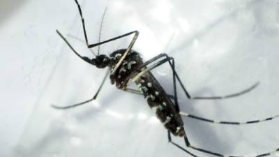 Fotografía de un detalle del mosquito transmisor del dengue en Tegucigalpa, Honduras. Foto: EFE