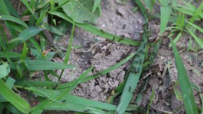 Hay otro tipo de hormiga más pequeña pero muy activa que se come las larvas de los gorgojos.