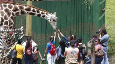 el zoológico Joya grande posee una increíble variedad de animales exóticos y tiene otras atracciones para la familia.