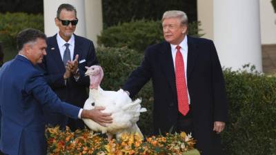 El presidente estadounidense Donald Trump lideró este martes la tradicional ceremonia en la Casa Blanca del indulto de dos pavos por el Día de Acción de Gracias, una oportunidad que el magnate utilizó para burlarse de la oposición demócrata.
