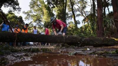 Bomberos y voluntarios cortan los árboles derrumbados, tras la ruptura de un dique de una represa del gigante minero Val, en Brumadinho (Brasil). EFE/Archivo