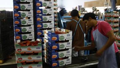 Exportadora de camote ubicada en Comayagua.