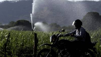 Vista general de una extensa plantación de caña de azúcar en el sur de Honduras. EFE