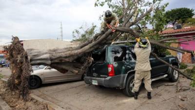 Un frondoso árbol cayó sobre dos vehículos en la Centroamérica Oeste, por lo que se llamó al Cuerpo de Bomberos.