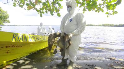 Equipos de Senasa recorrieron ayer la Laguna de Alvarado en Puerto Cortés, en donde encontraron pelícanos aún con vida, pero contagiados por influenza aviar. FOTOS: MOISÉS VALENZUELA.