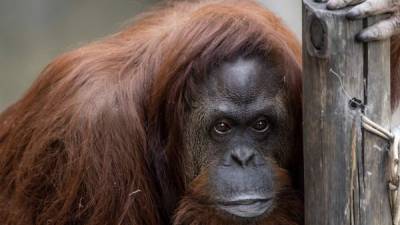 Fotografía sin fecha cedida por el Ministerio de Ambiente y Espacio Público de Buenos Aires muestra a la orangutana Sandra.