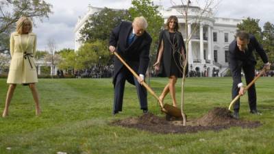 Trump y Macron plantaron el árbol como una señal de amistad entre EEUU y Francia./AFP.