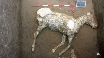 Fotografía facilitada por el Parco Archeologico di Pompei de un caballo sepultado en unas cuadras desde la erupción que acabó con la urbe y que era 'de las razas más nobles' a juzgar por los adornos de bronce de su testuz, que ha sido el último tesoro hallado en Pompeya. EFE