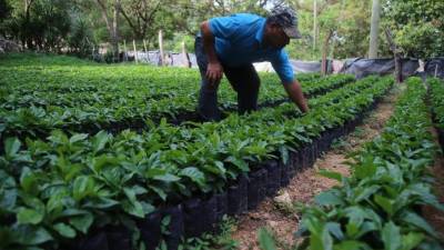 Cultivo. El acceso a nuevas fuentes de financiamiento entusiasma a los pequeños y medianos productores de café que cifran en este aromático todas sus esperanzas.