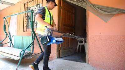 Trabajo. Las acciones de eliminación del zancudo no se han detenido en San Pedro Sula. foto: F. Muñoz.
