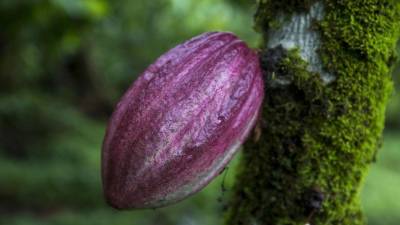 Vista de una fruta de cacao. EFE/Archivo