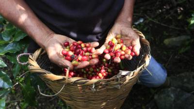 El café es el producto agrícola que más divisas le genera a Honduras.