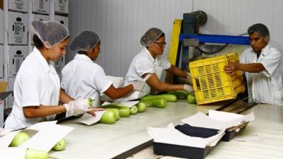 Planta procesadora de vegetales orientales en el valle de Comayagua.