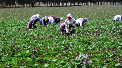 Labor. Trabajadores del campo recolectan vegetales en un campo de Comayagua.