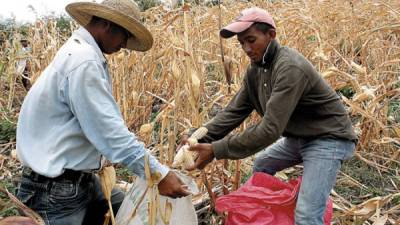 Las autoridades del Banco Nacional de Desarrollo Agrícola (Banadesa) anunciarán el inicio de la temporada agrícola con créditos.