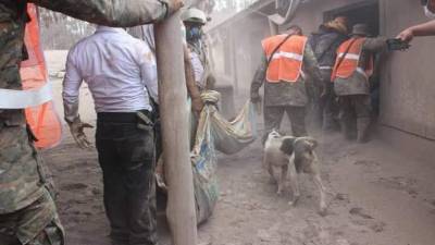 El perrito ladró varias veces para captar la atención de los socorristas y dirigirlos a la casa de sus dueños./Foto: Twitter.
