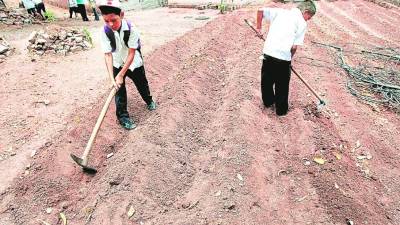 Los estudiantes aprenderán a cultivar hortalizas.