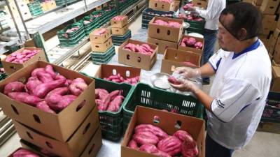 Tan solo en el departamento de Comayagua hay cinco exportadoras de camote.