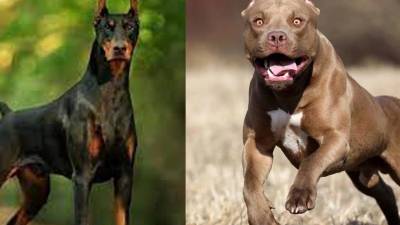 Foto de archivo de dos perros dóberman y <b>pitbull.</b>