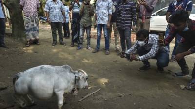 Rani pertenece a una especie cuya carne es muy apreciada en Bangladés. Foto: AFP