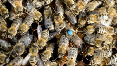 Enjambre de abejas. EFE/Archivo