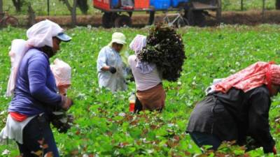 Las cooperativas de hortalizas en Centroamérica enfrentan desafíos en común como el limitado o a veces nulo acceso a servicios de investigación.
