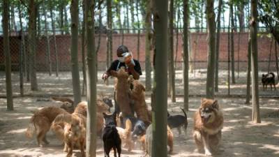 Varias ONG han rescatado perros para evitar que sean sacrificados en la feria anual de carne de canes./AFP.