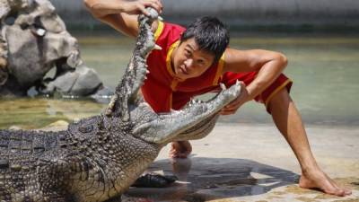 Un domador de cocodrilos tailandés. Foto: Efe
