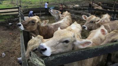 Se exhibirán diferentes especímenes.