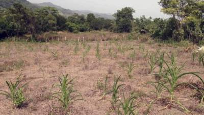 En Honduras el fenómeno de El Niño propició la pérdida de cientos de hectáreas de cultivos.
