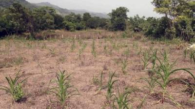 En Honduras el fenómeno de El Niño propició la pérdida de cientos de hectáreas de cultivos.