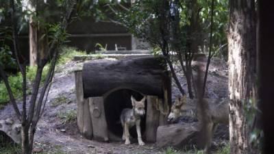 Fotografía de las crías de lobos mexicanos ayer sábado 8 de julio de 2017, en el Zoológico de los Coyotes en Ciudad de México (México). EFE