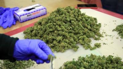 Fotografía del 14 de julio de 2017 del proceso de selección de plantas de marihuana en un club cannábico de Montevideo (Uruguay). EFE