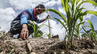 Unos 146 municipios sufren impacto de la sequía.