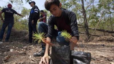 TG6003. TEGUCIGALPA (HONDURAS), 22/04/2017.- Un estudiante siembra un árbol hoy, sábado 22 de abril 2017, en el Parque las Naciones Unidas en Tegucigalpa (Honduras). Organizaciones ambientalistas públicas y privadas de Honduras han conmemorado hoy el 'Día de la Tierra' con la siembra de miles de árboles en zonas urbanas y rurales para concienciar a la población sobre la importancia de cuidar el planeta. EFE/Gustavo Amador