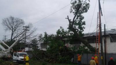 La caída de un árbol provocó daños en varias líneas de transmisión.