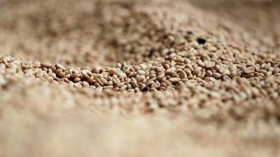 Fotografía de archivo de unos granos de café en proceso de secado.