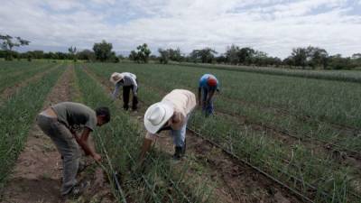 Los cultivos que cuentan con sistemas de riego fueron los menos afectados por la sequía en 2015.