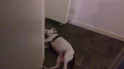 El perro finge su muerte cuando su dueño le dispara con una pistola de juguete, luego lo premia con una galleta.