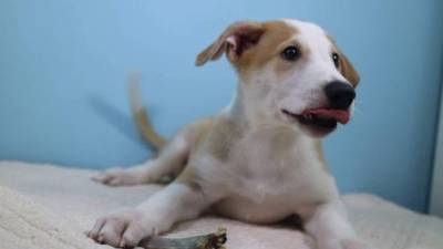 Este es Antony, el perro clonado a petición de un familia en Buenos Aires, Argentina.