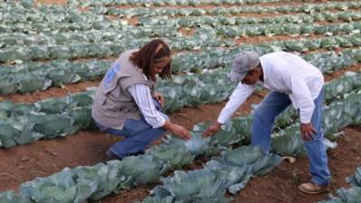 Técnicos del Programa Mundial de Alimentos en un campo de hortalizas.
