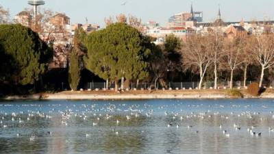 La elección de los árboles más adecuados para cada ciudad puede ayudar a reducir los niveles de contaminación del aire durante más tiempo, aseguró en Roma el presidente de la Sociedad Internacional de Arboricultura, Pedro Mendes. EFE/Archivo