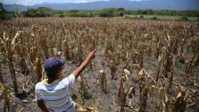 Daños: este joven de Los Limones, El Paraíso, señala los daños que la sequía causó al maíz.Fotos Andro Rodríguez