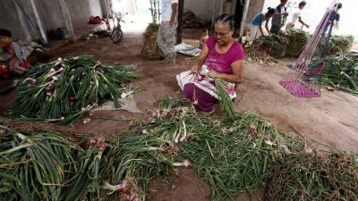 Productores aseguran que al año se producen más de 4 millones de libras.